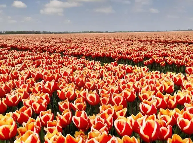 Accommodatie bij particulieren Etage Met Slaap, En Badkamer *